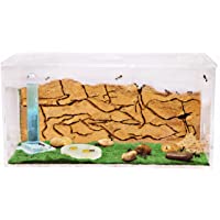 Los mejores  - AntHouse - Hormiguero Natural de Arena - Kit Inicio Acrílico 20x10x10 cm (Hormigas Gratis)